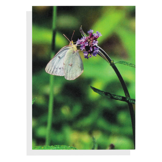 Regina Marie Williams Notecard – Moth on Flower