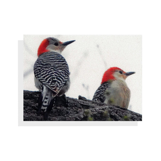 Regina Marie Williams Notecard – Woodpeckers