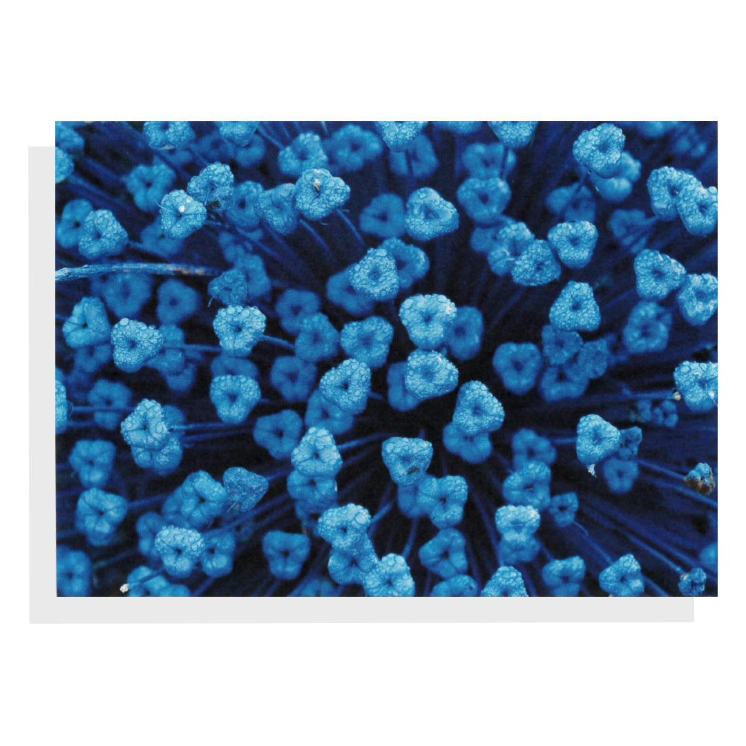 Regina Marie Williams Notecard – Blue Flowers