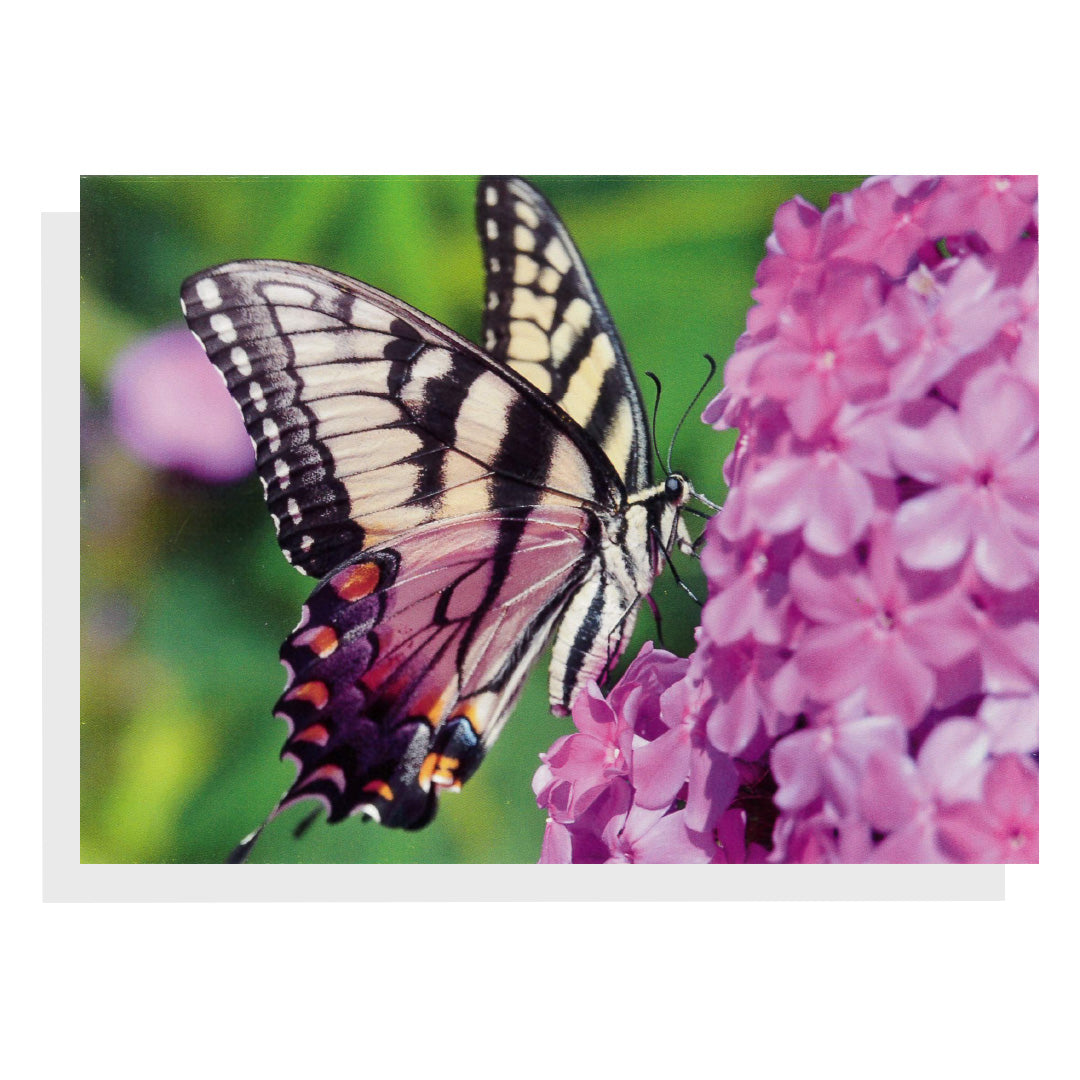 Regina Marie Williams Notecard – Butterfly