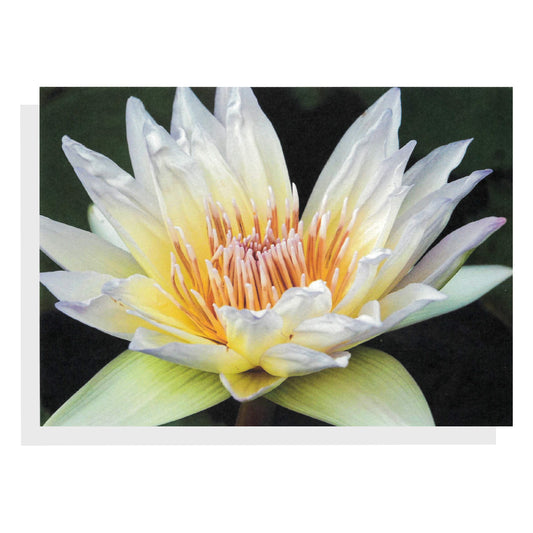 Regina Marie Williams Notecard – White Water Lily