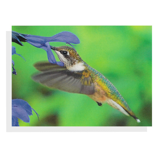 Regina Marie Williams Notecard – Hummingbird