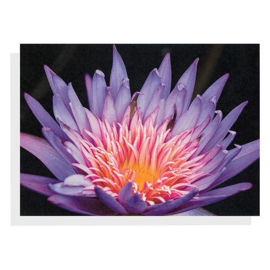 Regina Marie Williams Notecard – Purple Water Lily