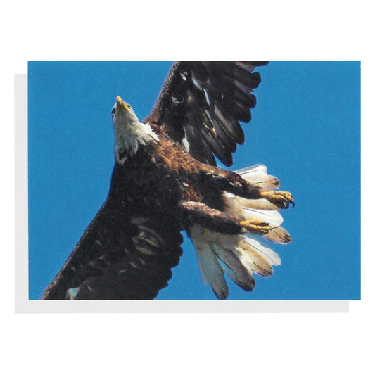 Regina Marie Williams Notecard – Eagle